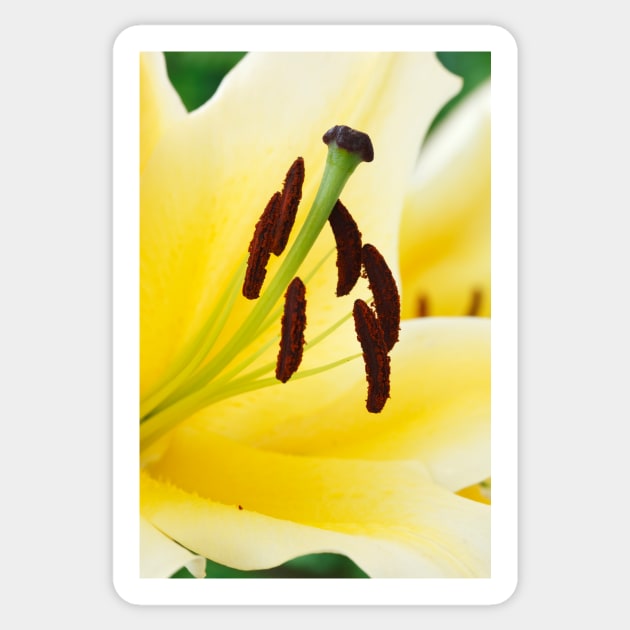 Lilium  'Yellow Rocket'  Oriental Lily Sticker by chrisburrows